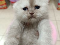 Scottish Fold Ve Scottish Straight Erkek