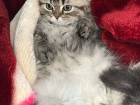 Çiko yavru kedimizyeni sahiplerini bekliyor