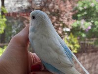 Öğretmenden Evde Beslenen Yavru Muhabbet Kuşları