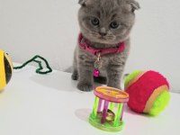Bal Scottish Fold Kızım Teslime Hazır