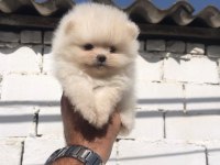 Pomeranian Boo Yavru Köpeğimiz