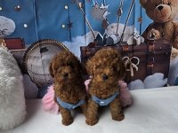 Mükemmel poodle bebekleri