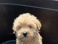 Irk garantili maltipoo yavruları
