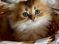 Tatlı scottish fold kedicikler