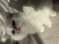 1 Gözü Mavi 1 Gözü Yeşil British