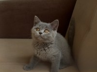 Klasik Blue Renk British Shorthair Dişi Yavru