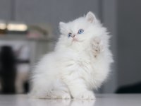 Full Şecereli Babadan Teslime Hazır British Longhair Erkek