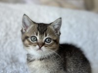 British shorthair dark gold yavrum