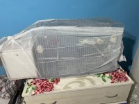 Çift Sultan Papağanı