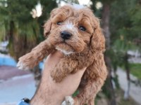 Sevimli Poodle Dişi Ve Erkek Yavrularımız