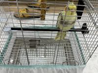 Sultan Papağanı 4 Aylık Krom Kafes