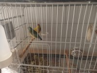 Anaç Damızlık Özel Renk İspinoz