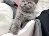 Ayı surat british shorthair