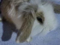 Teddy Lop Tavşan Yavrular