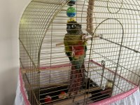 Konur Papağanı Kafes Ve Aksesuarları İle Birlikte