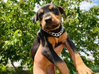 A kalite doberman yavru köpeğimiz