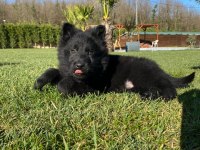 Solid Black (Siyah) Alman Kurdu Yavruları