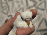 45 Günlük Muhabbet Kuşu Yavrular