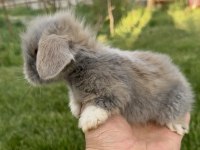 Hollanda Blue Lop Tavşanları Ve Beyaz Mavi Gözler