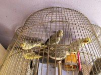 1,5 Aylık Yavru Sultan Papağanları