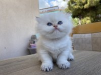 Blh ny33 kedimiz yeni ailesini arıyor