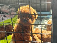 Kore Red-Brown Toy Poodle Yavrularımız