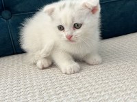 Kedimizi sahiplendirme