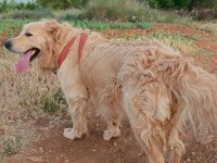 İki Yaşında Erkek Golden Retriever