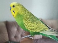 Konuşan çift veya tek muhabbet kuşu