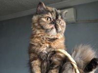 Sevimli iran kedim yeni yuvasını arıyor