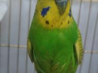 Çift Mutasyon Muhabbet Kuşu