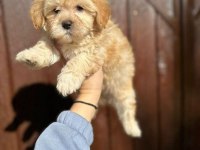 Mükemmel Tüy Yapısına Sahip Maltipoo Yavrularımız