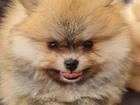 60 günlük pomeranian yavruları
