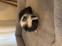 Yeni Guinea Pig Yavrularımıza Aile Olmak İster Misiniz?