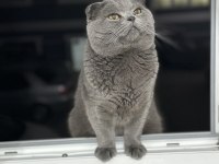 Scottish Fold Oğlum Aileye Verilecek