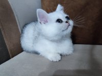 Sürmeli Ve Yeşil Gözlü Dişi British Yuvasına Hazır