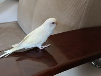 1 Aylık Yavru Dişi Muhabbet Kuşumuz