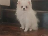 Pomeranian Irk Ve Sağlık Garantili