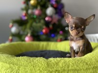 Sizde Safkan Chihuahua Sahibi Olmak İstiyorsanız