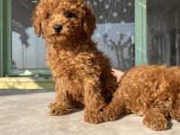Red Brown Toy Poodle Bebeklerim
