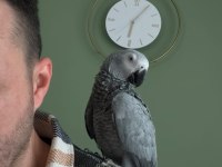 Kırmızı Kuyruk Jako Papağanı