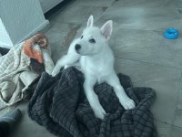 Oyuncu Beyaz Yavru Husky