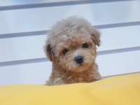 Chipli pasaportlu toy poodle yavruları