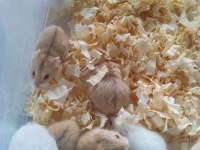 Gonzales hamster bebekler
