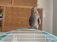 5 aylık dişi sultan papağanı