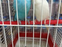 Çift Tek Takım Muhabbet Kuşları Damızlık Yavru