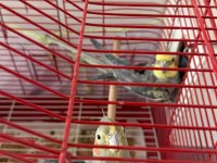 Yumurtalı Çift Sultan Papağanı