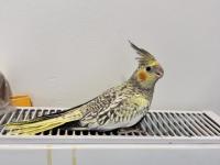 Sultan papağanımız sahiplendirilecek