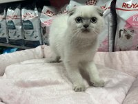 Türünün En Güzel Örneklerinden Scottish Fold Yavrularımız