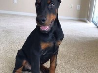 Sağlık Ve Irk Garantili Doberman